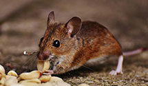 24 Hour & Emergency Exterminators in Queen City, PA